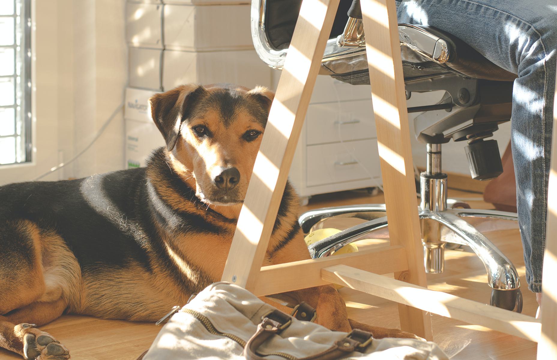 7tipsenergy_dog