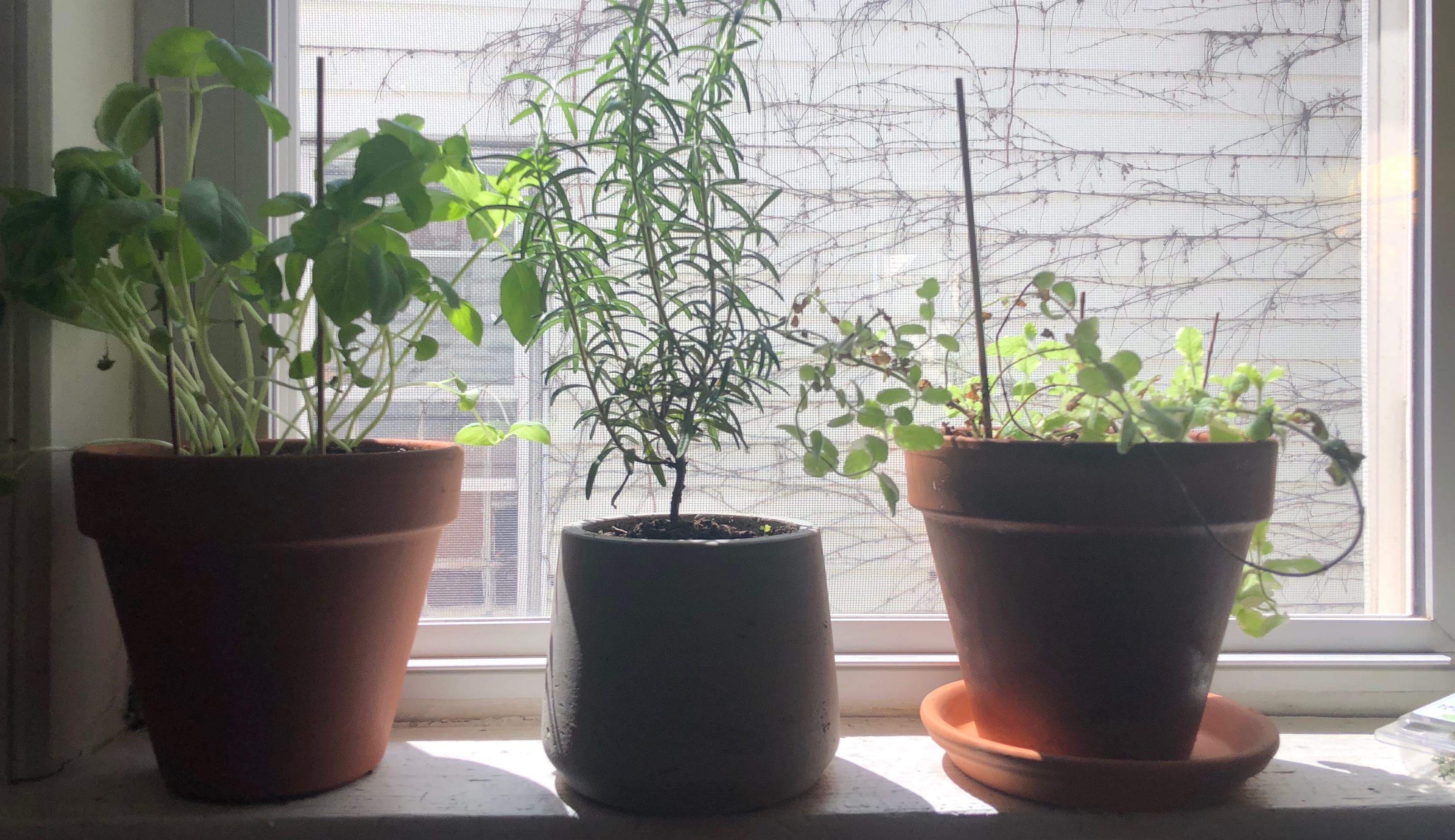 Window-herbs